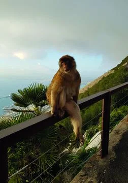 Cute Gibraltar monkey Stock Photos