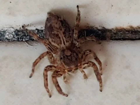 Cute Gimmick of Tiny Spider Stock Footage 284333356