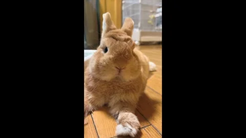 Cute Ginger Bunny Rabbit Resting on a Wooden Floor Video stock 346844533