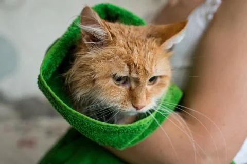 Cute ginger cat after a bath, funny little demon Stock Photos