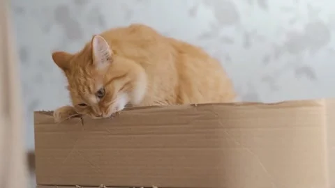 Cute ginger cat bite and scratch cardboard box 스톡 동영상 345944796