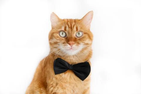 Cute ginger cat in bow tie close up portrait Stock-Fotos