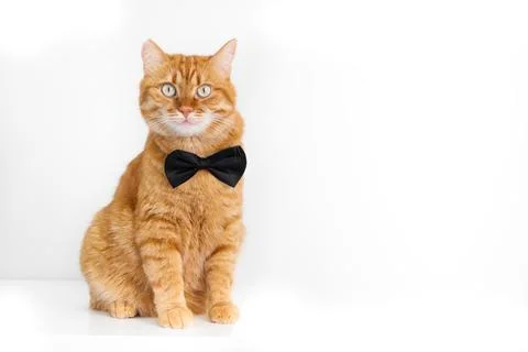 Cute ginger cat in bow tie sitting on white background Stock Photos