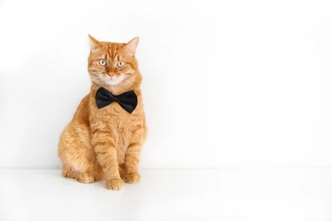 Cute ginger cat in bow tie sitting on white background Stock Photos
