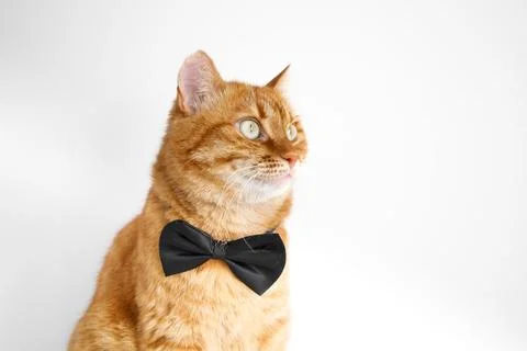 Cute ginger cat in bow tie close up portrait Stock-Fotos