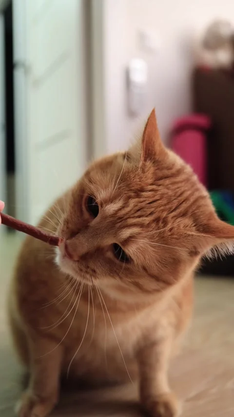 Cute ginger cat chews on a treat stick held by a human hand Stock Footage 338433719