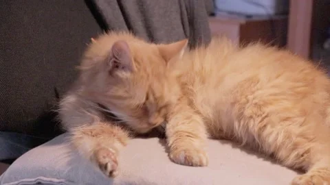 Cute ginger cat cleaning fluffy fur resting on beige pillow. dirty stray kitty e Stock Footage 162692673