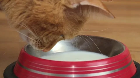 Cute ginger cat drinking milk from red bowl close-up. Slow motion video. Stock Footage 263828200