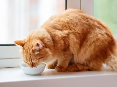 Cute ginger cat drinking milk from white bowl. Fluffy thirsty pet on window s Stock Photos