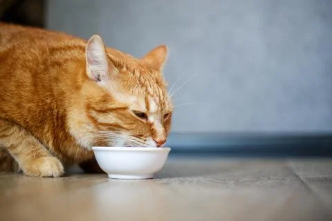 Cute ginger cat drinking milk from white bowl. Fluffy thirsty pet on wooden.. Stock Photos