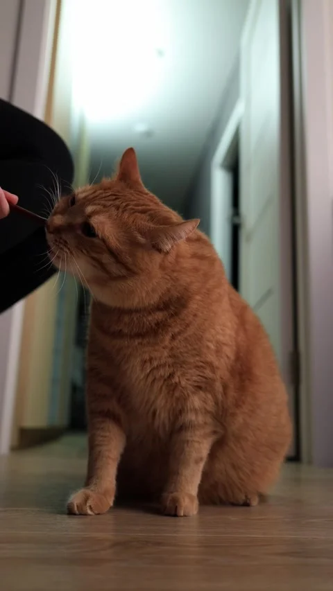 Cute ginger cat eagerly licking a treat from a stick indoors Stock Footage 338433689