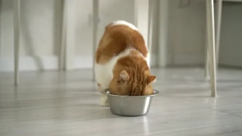 Cute ginger cat eats from bowl at home in kitchen. Pet care concept. Balanced 스톡 동영상 163890144