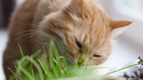 Cute ginger cat eats fresh green grass. Special cat grass in flower pot for good 스톡 동영상 135439384