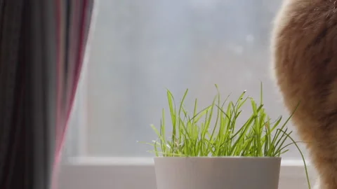 Cute ginger cat eats fresh green grass. Special cat grass in flower pot for good 스톡 동영상 135439636