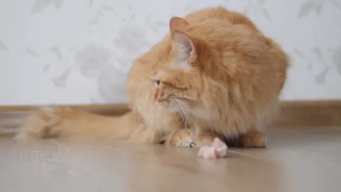 Cute ginger cat eats piece of raw meat. Fluffy pet sits on floor at cozy home. 스톡 동영상 130713238