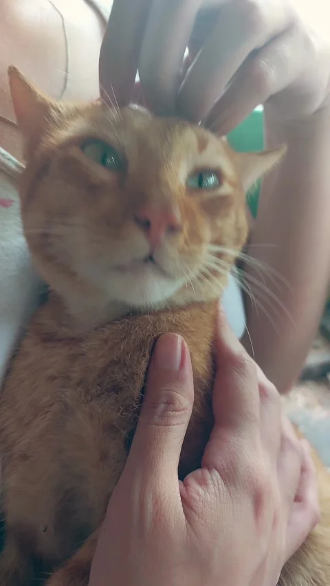 A cute ginger cat enjoying cuddles and scratches Stock Footage 266243389