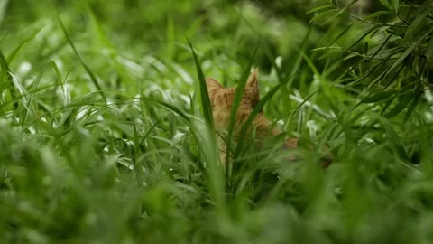 Cute Ginger Cat in the fall grass (4k25p) Stock Footage 337408932
