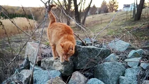 Cute ginger cat Stock Footage 331746543