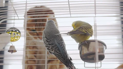 A cute ginger cat gazes at a pair of budgerigars in a cage, licking its lips Stock Footage 281409981