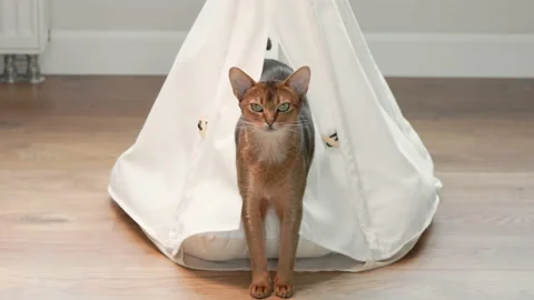 Cute ginger cat get out from its pets house Stock-Footage 209373444