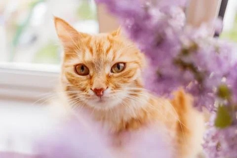 Cute ginger cat hiding behind a bouquet of lilac flowers. Fluffy pet looks pu Stock Photos