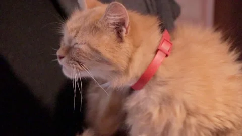 Cute ginger cat infected with flea disease excessively scratching itchy fur. lit Stock Footage 162692291