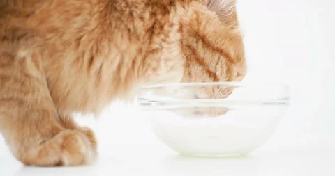 Cute ginger cat lapping milk from a tran... | Stock Video | Pond5