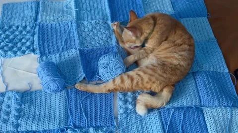 Cute ginger cat laying on a blue patchwork blanket with yarn licking itself. Red 動画素材 205594620