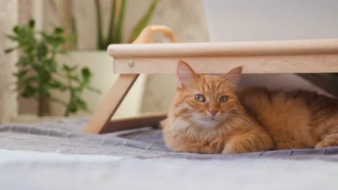 Cute ginger cat lies under tray with working laptop. Fluffy pet sleeps near Stock Footage 227930961