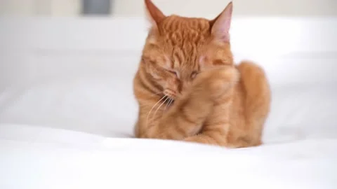 A cute ginger cat lies in a white bed. Stock Footage 238509026