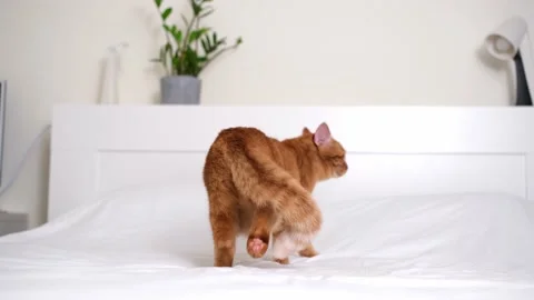 A cute ginger cat lies in a white bed. Stock Footage 238509033