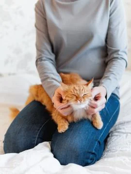 Cute ginger cat lies on woman's hands. Fluffy pet comfortably settled to slee Stock Photos