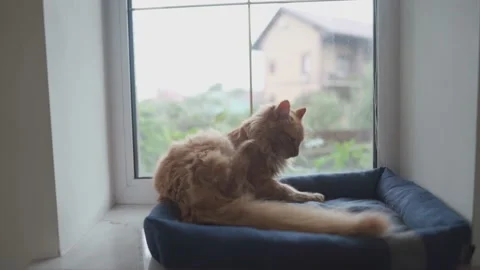Cute ginger cat is liking itself on window sill. Pet is cleaning fur. Adult Stock Footage 161521958