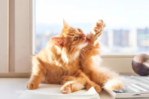 Cute ginger cat is liking itself  on window sill. Fluffy pet is cleaning its  Stock-Fotos