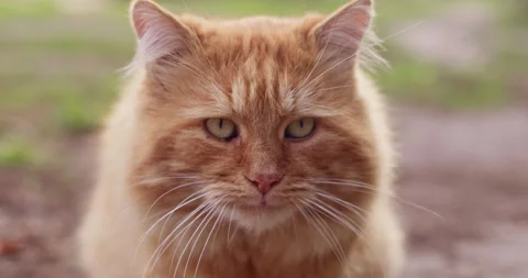 Cute ginger cat looking ahead Stock Footage 287880316