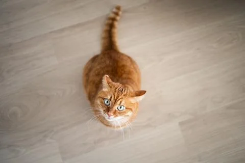 Cute ginger cat looking at camera Foto stock