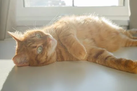 Cute ginger cat lying and enjoying sunlight near the window close up Stock-Fotos