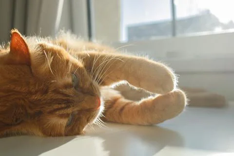 Cute ginger cat lying and enjoying sunlight near the window close up Stock Photos