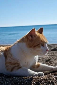 Cute ginger cat lying on the beach with sea in the background. Foto stock