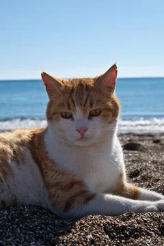 Cute ginger cat lying on the beach with sea in the background. Stock Photos
