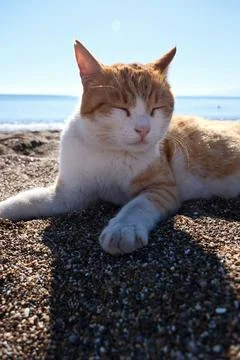 Cute ginger cat lying on the beach with sea in the background. Stock Photos