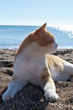 Cute ginger cat lying on the beach with sea in the background. Stock-Fotos