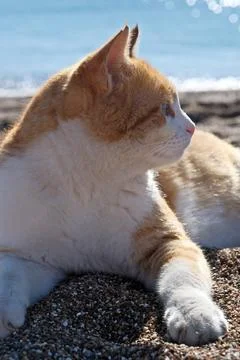 Cute ginger cat lying on the beach with sea in the background. Stock Photos
