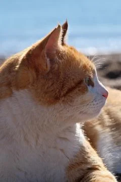 Cute ginger cat lying on the beach with sea in the background. Stock Photos