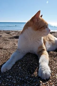 Cute ginger cat lying on the beach with sea in the background. Stock-Fotos
