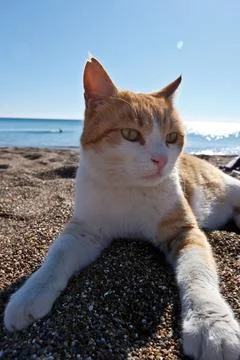 Cute ginger cat lying on the beach with sea in the background. Stock Photos