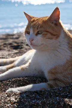 Cute ginger cat lying on the beach with sea in the background. Stock Photos