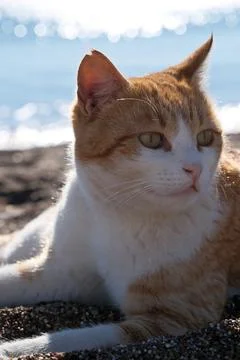 Cute ginger cat lying on the beach with sea in the background. Stock Photos