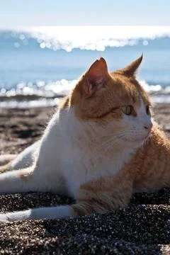 Cute ginger cat lying on the beach with sea in the background. Stock-Fotos