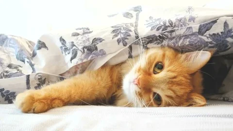 Cute ginger cat lying in bed under a blanket. Fluffy pet comfortably settled to Stock Footage 69199880
